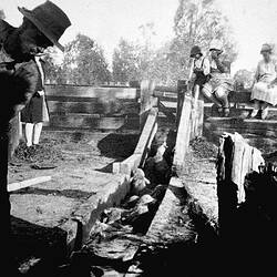 Negative - Dipping Sheep, Tarrawingee, Victoria, circa 1930