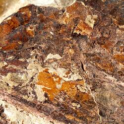 Brown fossil fish in pale matrix, detail.