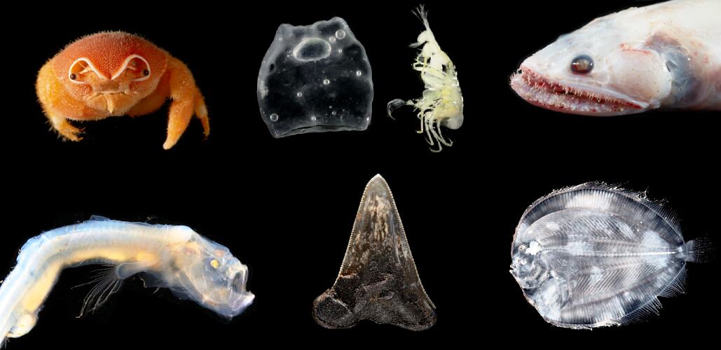 Several deep sea creatures against a black background.