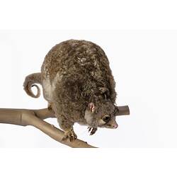 Possum specimen mounted in hunched pose on a branch.