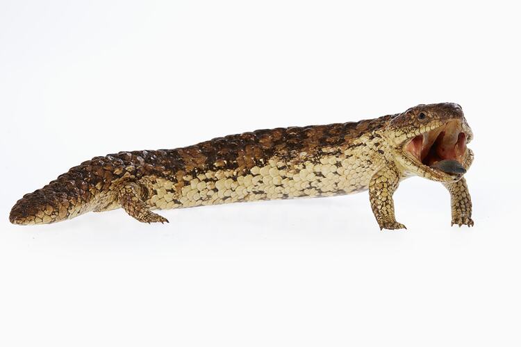 Lizard specimen mounted with open mouth, blue tongue visible.