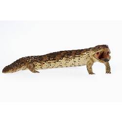 Our Fauna, Land - Stumpy-tail Lizard, <em>Tiliqua rugosa</em> (Gray, 1825)