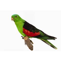 Mounted parrot specimen with bright green and red feathers.