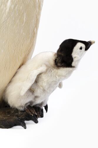 Mounted penguin chick resting on the feet of at adult penguin.