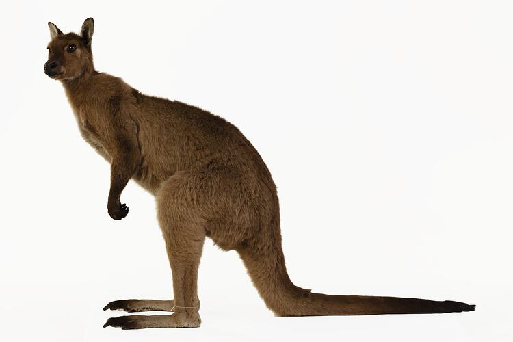 Brown wallaby specimen mounted in a resting pose.