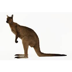 Our Fauna, Land - Common Wallaroo, <em>Macropus robustus</em>