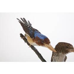 Blue, brown and cream kingfisher specimen mounted on branch.