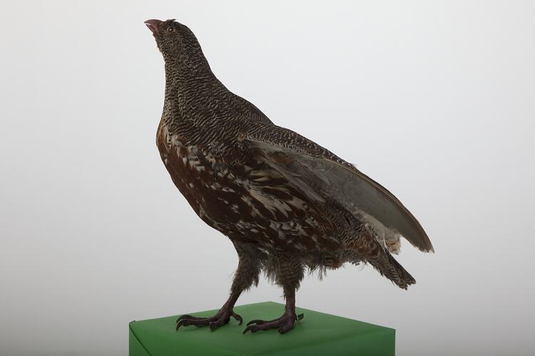 Side view of brown and cream partridge mounted standing.