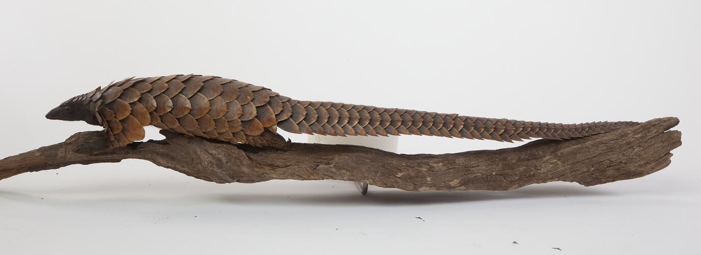 Side view of Long-tailed Pangolin specimen mounted on long branch.