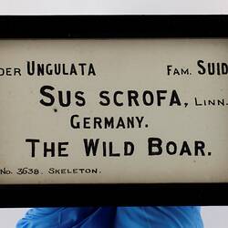 Exhibition Label - Wild Boar, National Museum of Victoria, Parkville, 1863