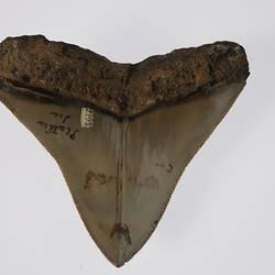 Triangular fossil shark tooth.