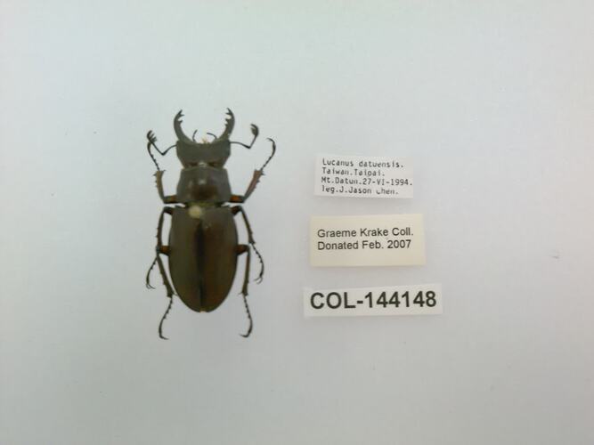 Shiny black beetle specimen with large mandibles, pinned next to text labels.