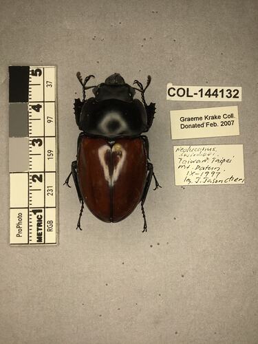 Shiny brown beetle specimen with large mandibles, pinned next to text labels.
