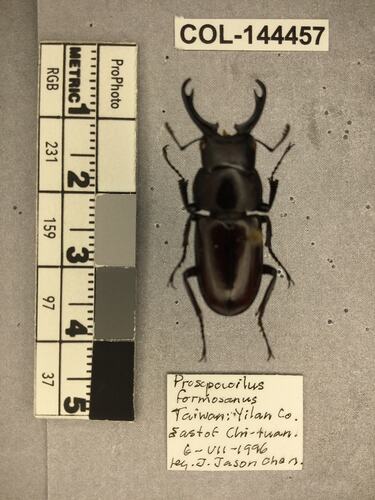 Shiny brown beetle specimen with large mandibles, pinned next to text labels.
