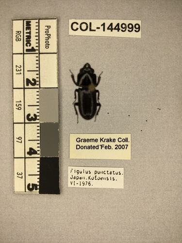 Shiny brown beetle specimen with large mandibles, pinned next to text labels.