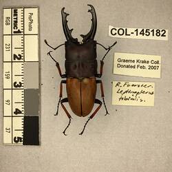 Shiny brown beetle specimen with large mandibles, pinned next to text labels.