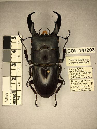 Shiny brown beetle specimen with large mandibles, pinned next to text labels.