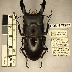 Shiny brown beetle specimen with large mandibles, pinned next to text labels.