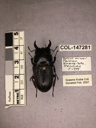 Shiny brown beetle specimen with large mandibles, pinned next to text labels.