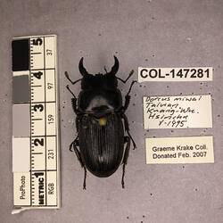 Shiny brown beetle specimen with large mandibles, pinned next to text labels.