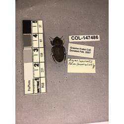 Dorsal view of pinned beetle specimen with labels.