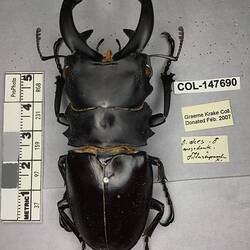 Shiny brown beetle specimen with large mandibles, pinned next to text labels.