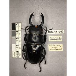 Dorsal view of pinned beetle specimen with labels.