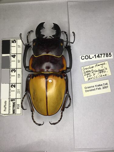 Dorsal view of pinned beetle specimen with labels.
