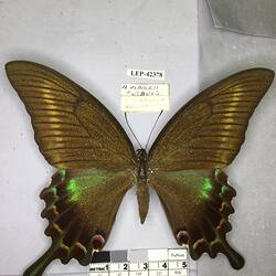Pinned butterfly specimen beside label.