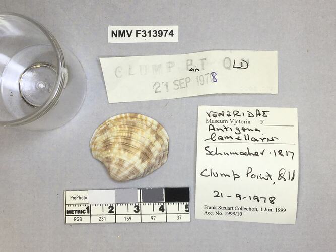 Dry Venus Clam shell beside labels.