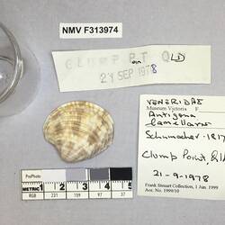 Dry Venus Clam shell beside labels.