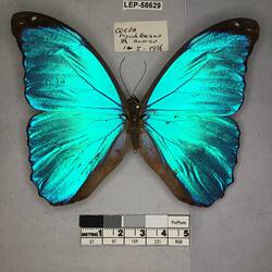 Pinned butterfly specimen beside label.