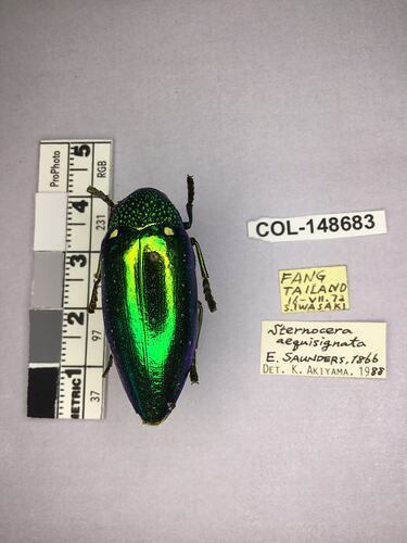 Dorsal view of pinned beetle specimen with labels.