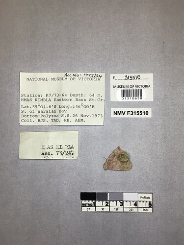 Dry stony coral specimen beside labels.