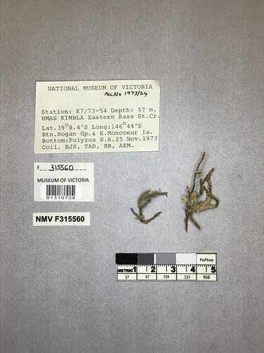 Dry stony coral specimens beside labels.