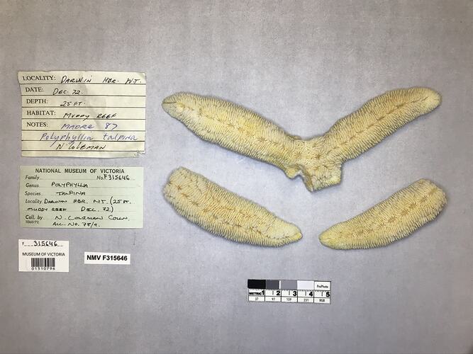 Dry coral specimens beside labels.