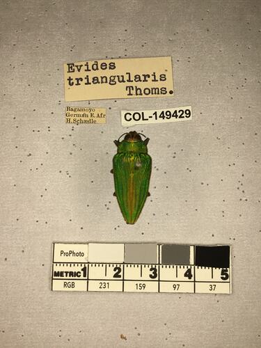 Pinned beetle specimen with labels.