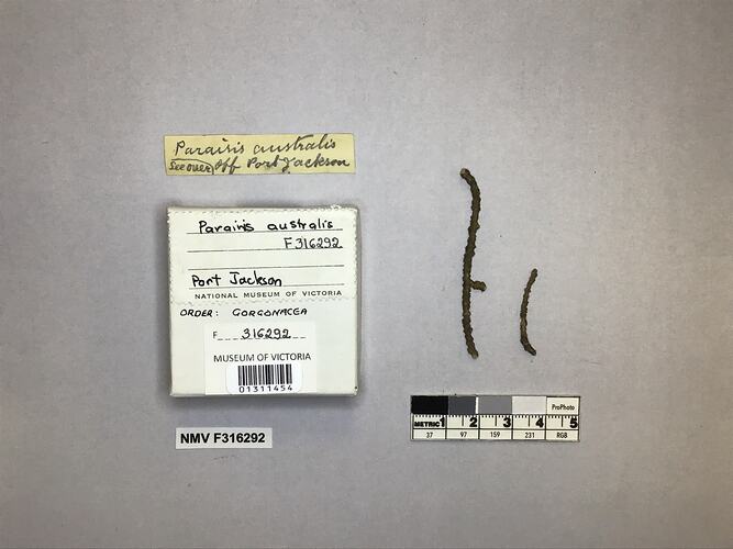 Dry soft coral specimen beside labels.