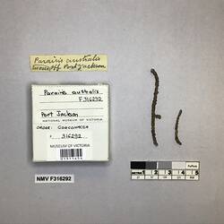 Dry soft coral specimen beside labels.