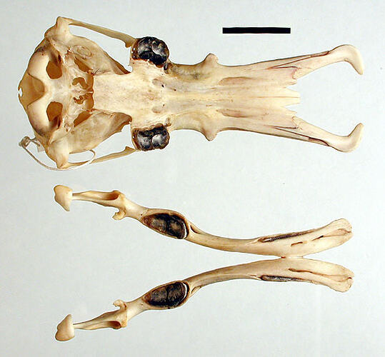 Skull of a platypus interior view