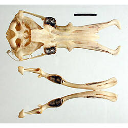 Skull of a platypus interior view