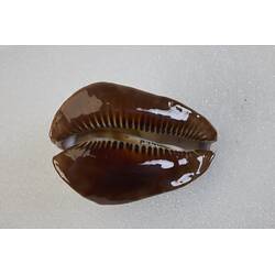 <em>Zoila rosselli</em>, cowry. [F 74105]