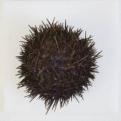 <em>Heliocidaris erythrogramma</em>, sea urchin. [F 82924.2]