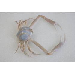 <em>Bellidilia undecimspinosa</em>, Large Pebble Crab. [J 9314]
