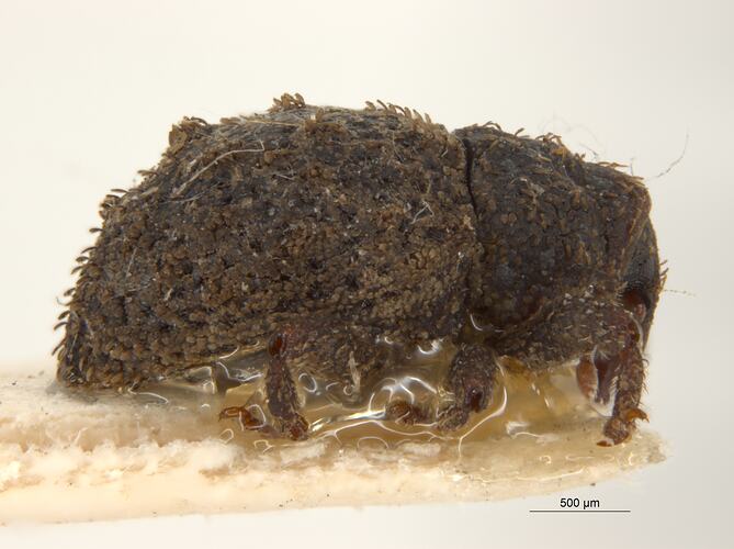 Dorsal view of pinned weevil specimen.