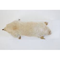 <em>Notoryctes typhlops</em>, Southern Marsupial Mole. [C 25067]