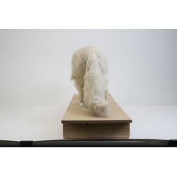 <em>Vulpes lagopus</em>, Arctic Fox. [C 29945]