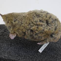 <em>Scalopus aquaticus</em>, Eastern Mole. [C 30204]