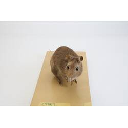 <em>Potorous tridactylus</em>, Long-nosed Potoroo. [C 7863]