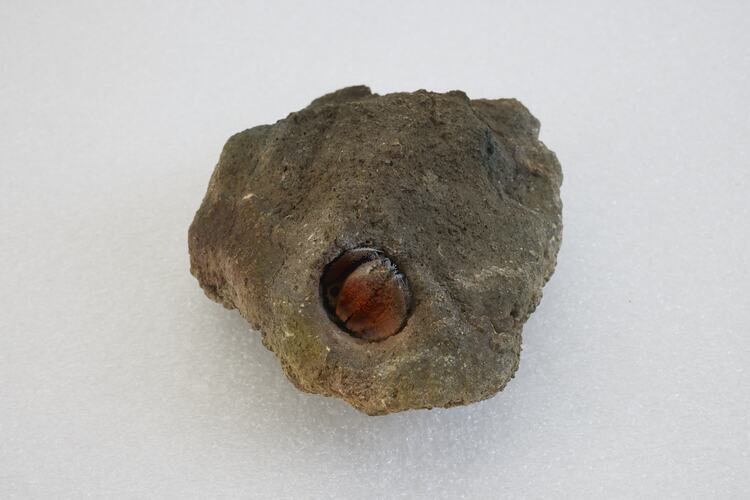 <em>Cancellus typus</em>, Miner Hermit Crab. [J 44698]